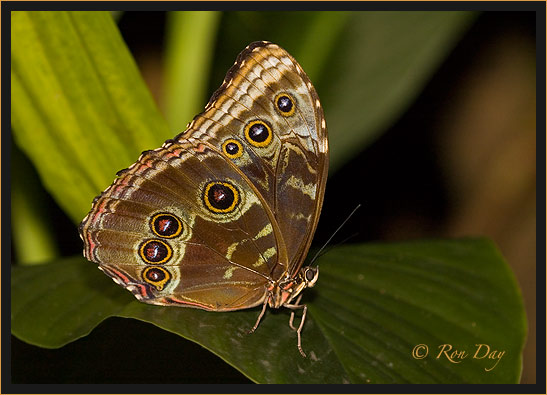 Butterfly (Morpho peleides)